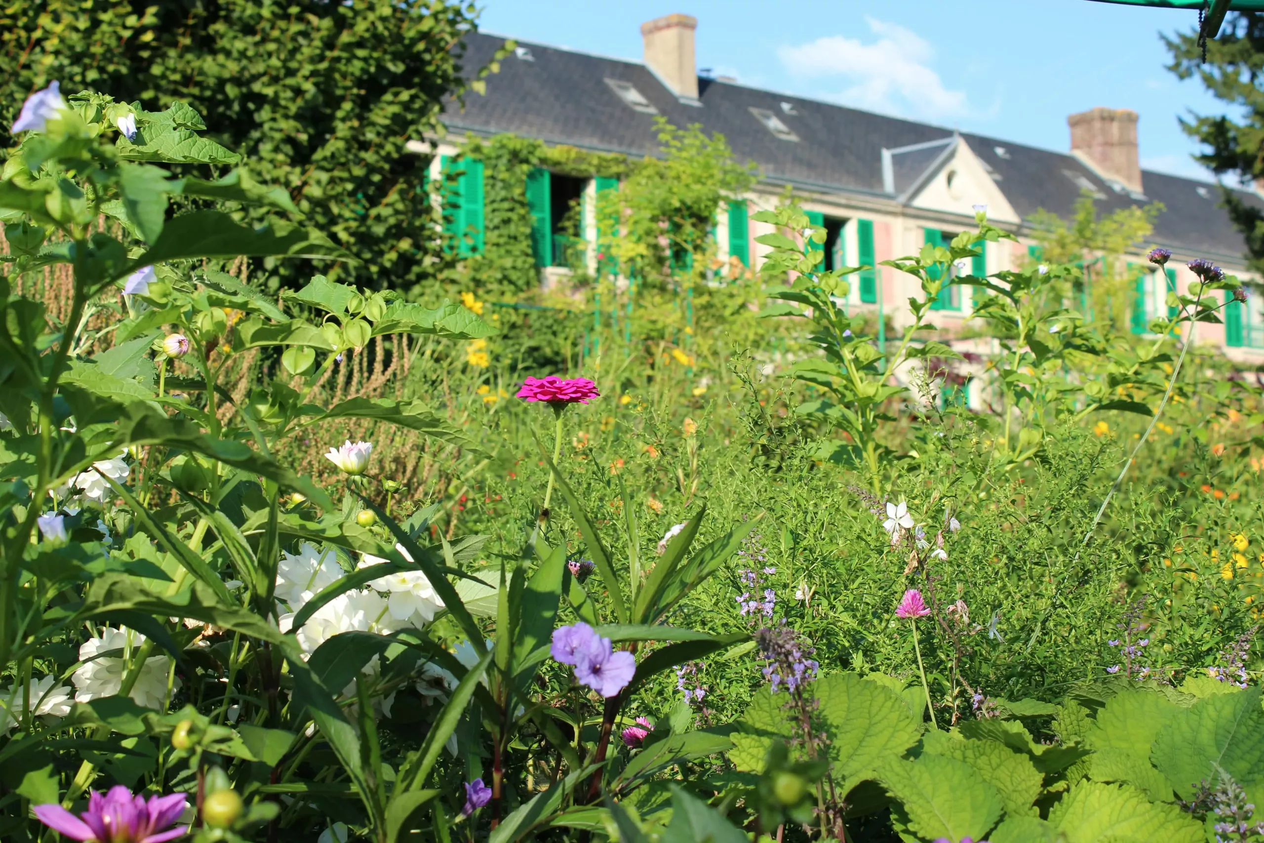 Façade rose et volets verts de la maison de Claude Monet à Giverny derrière les fleurs du jardin.