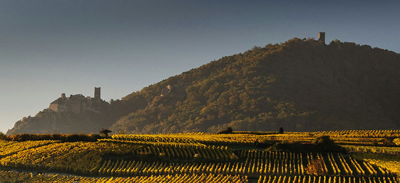vignoble et route des vins d'Alsace en automne